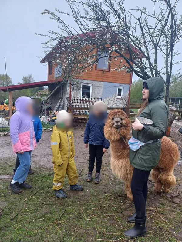 Dzieci poznają alpakę na farmie