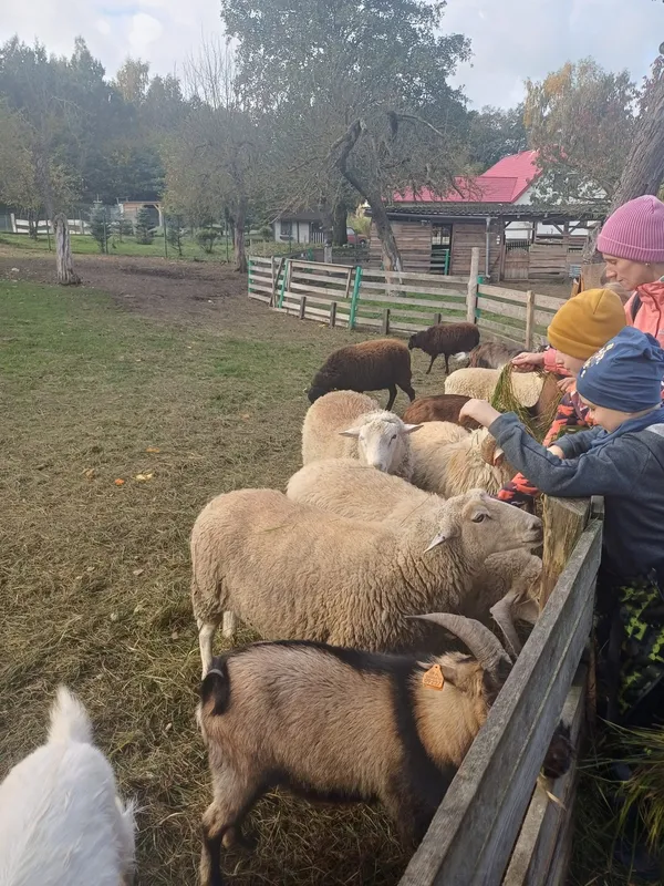 Dzieci karmią owce i kozy przy zagrodzie