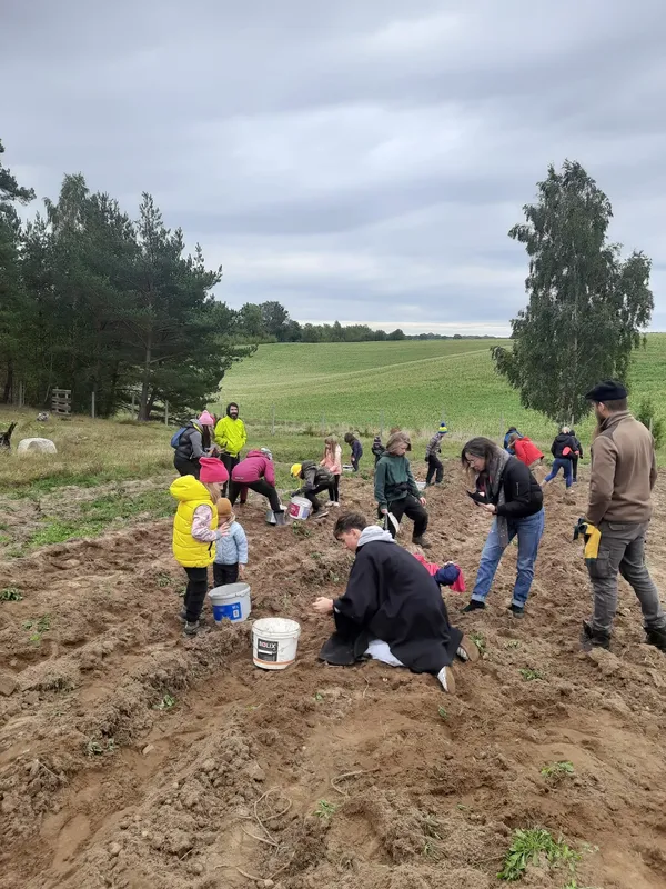 Wykopki ziemniaków na polu